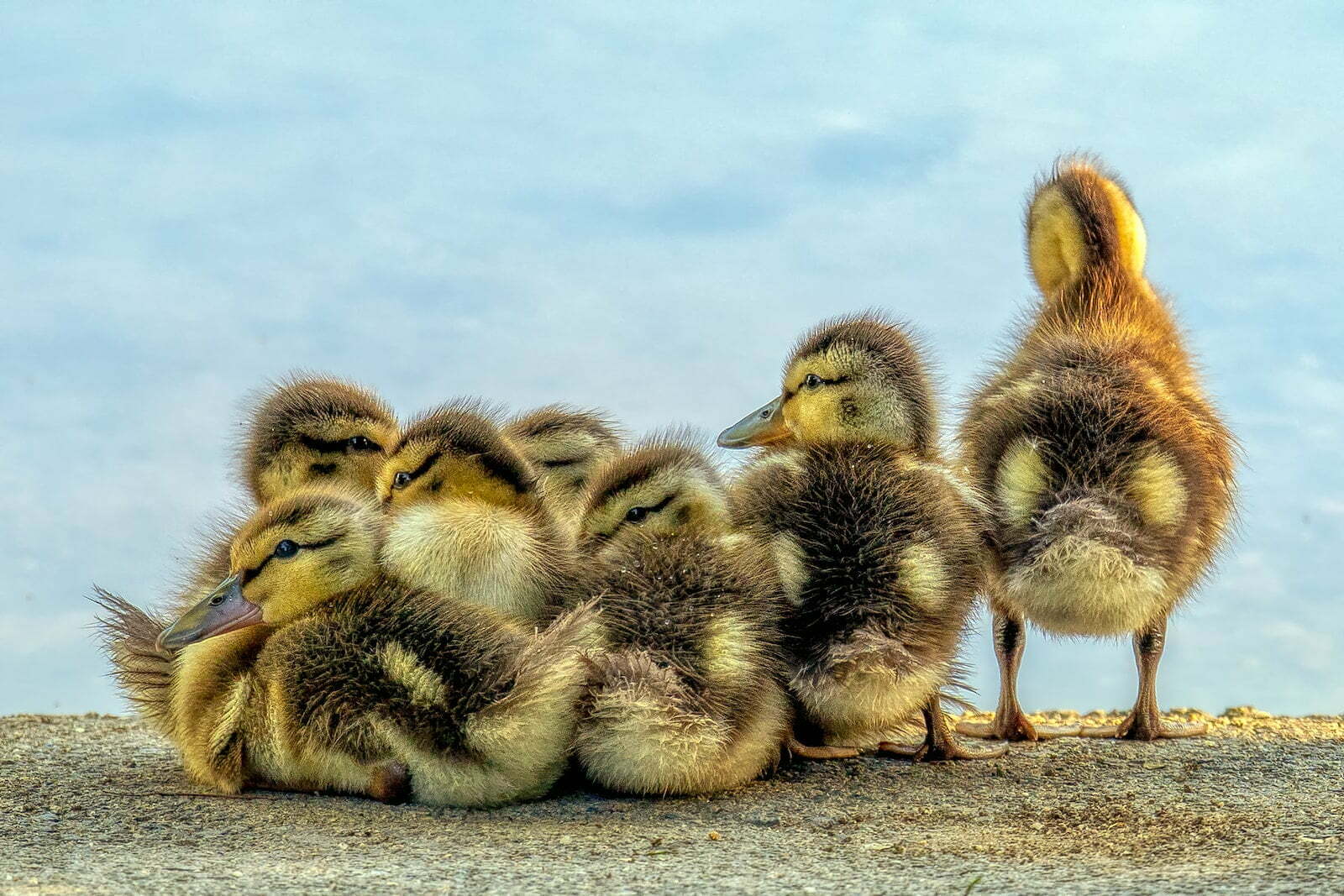 black and yellow ducklings